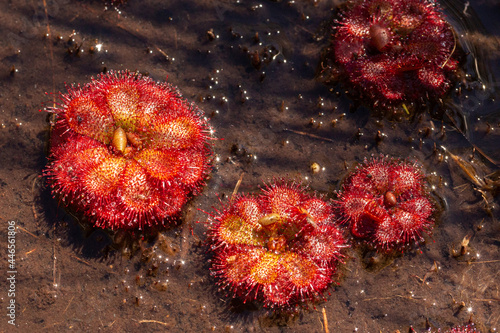 Red Rosettes of Drosera admrablis, taken in the Bain's Kloof in the Western Cape of South Africa photo