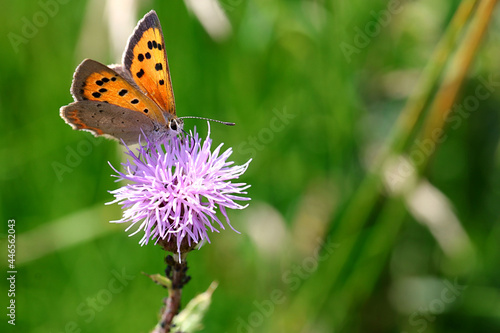 Nahaufnahme des seltenen Schmetterlings: Großer Fuchs auf einer Ackerdistel mit Textfreiraum © sunday pictures