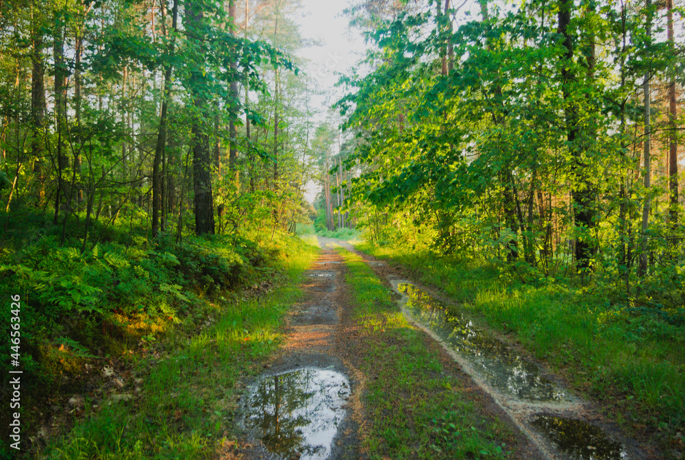 Fototapeta premium road in the forest