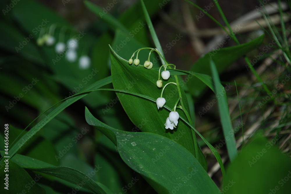 Fototapeta premium Small white lily of the valley flowers. Convallaria majalis among wide green leaves on a thin stem, several small white lily of the valley flowers in the form of bells.