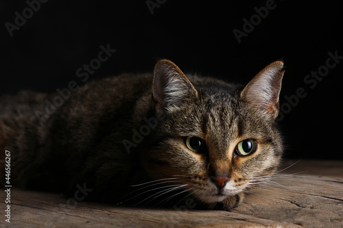 portrait of a resting cat resting in a beam of light on a dark background