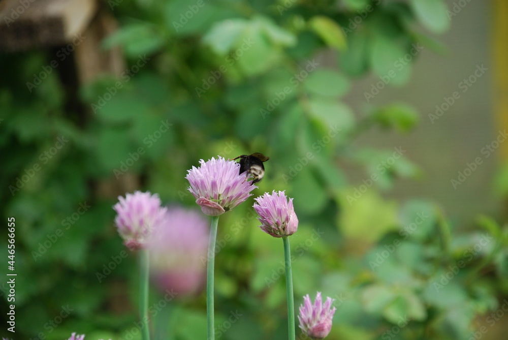 Bumblebee collects nectar on purple flowers. Light purple flowers of Schnitt-onion blossomed on thin green stems. A bumblebee sits on one flower and collects nectar