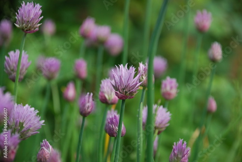 Purple flowers on thin green stems. Chives grows in small colonies on the tips of the stems with light purple flowers with a yellow heart.