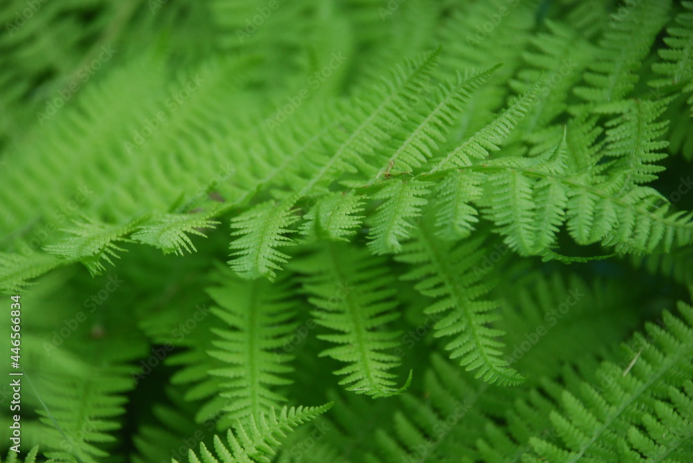 Obraz premium Green wide and long fern leaves. Polypodiophyta with many actual leaves growing from a single root. Long stems with many shoots with leaves.