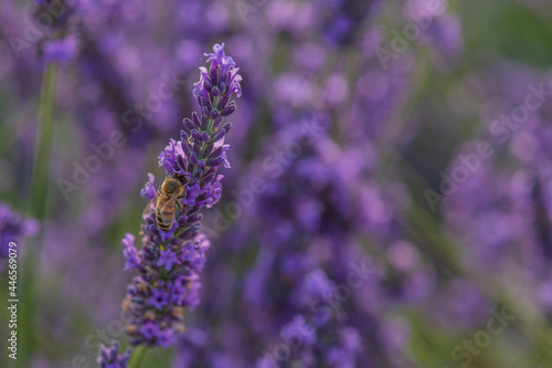 close up of lavender flowers