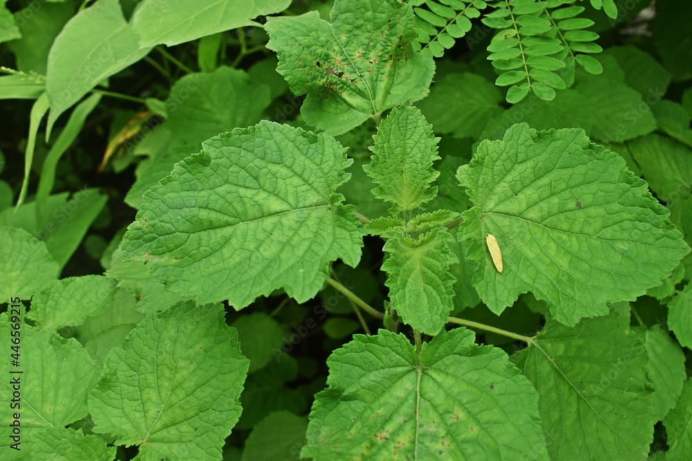 Know nature closely Know nature closely
