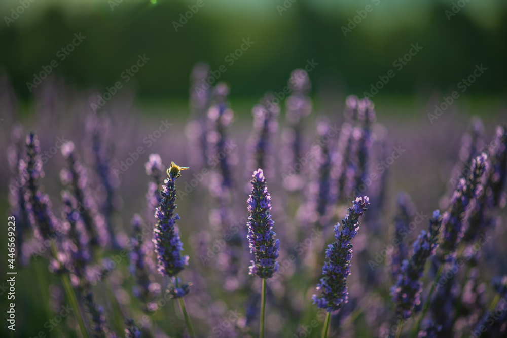 Obraz premium lavender flowers in the field