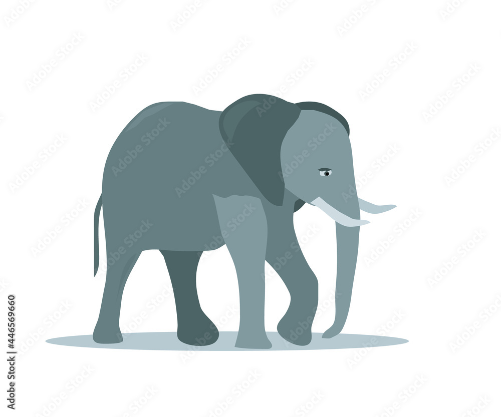 Fototapeta premium the gray elephant is standing