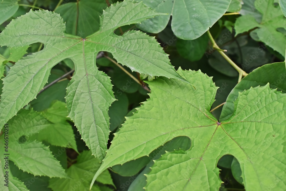 Know nature closely Know nature closely