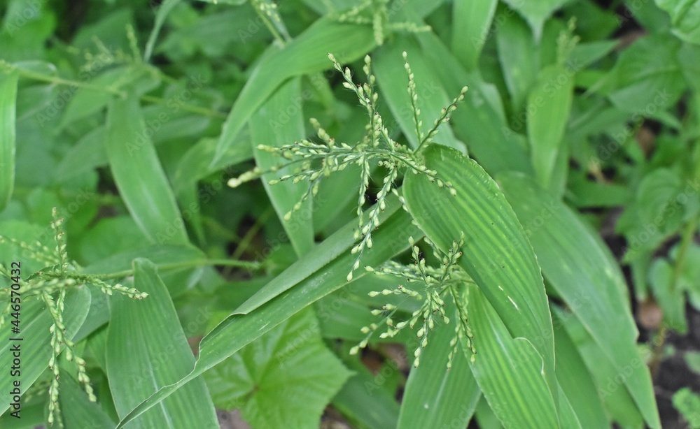 Know nature closely Know nature closely
