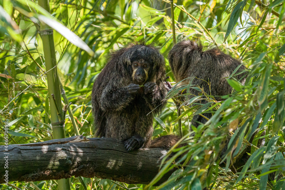 Obraz premium Scimmia