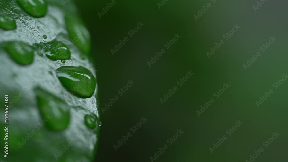 Droplet on the leaf in the rainy day Droplet on the leaf in the rainy day