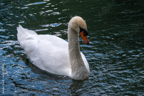 A graceful white swan swimming on a lake with dark green water. The white swan is reflected in the water