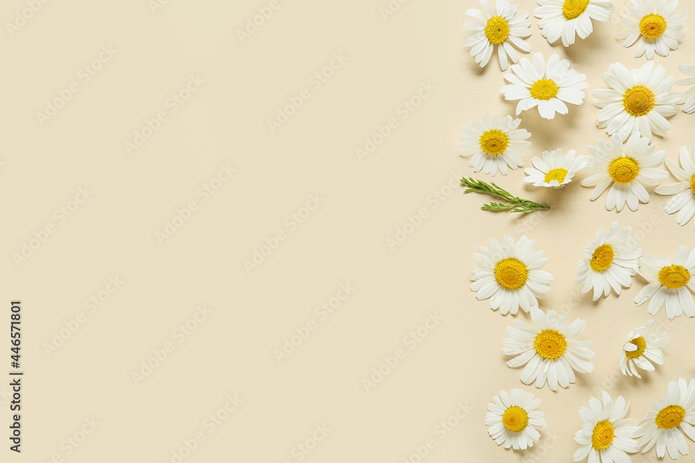 Fototapeta premium Beautiful chamomile flowers on color background