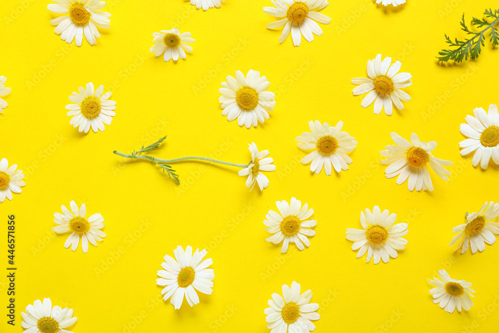 Beautiful chamomile flowers on color background Beautiful chamomile flowers on color background