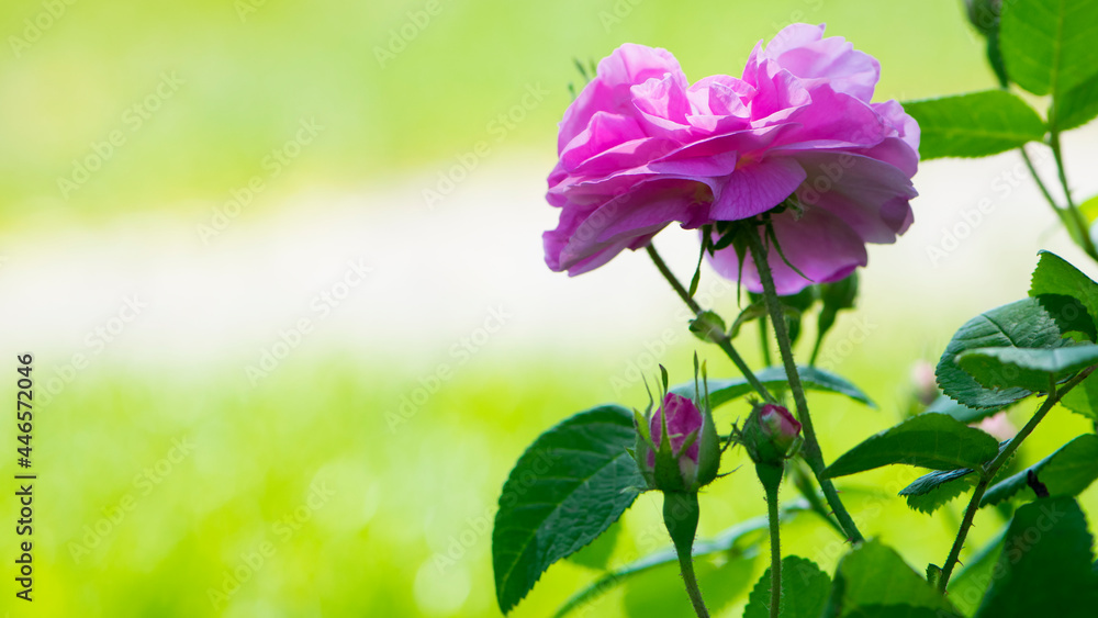 Fototapeta premium pink rose flower background. Red roses on a bush in the garden, close-up. delicate pink rose flower with green leaves. Red Rose Magic. beauty in the garden. concept of romance, gift