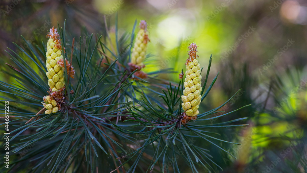 pinus resinosa. young tender cones on a pine branch in the forest. Closeup of Red Pine, Pinus resinosa, Male Pollen Cone, Pinecone, in Early Spring. natural background, medicinal, fragrant needles pinus resinosa. young tender cones on a pine branch in the forest. Closeup of Red Pine, Pinus resinosa, Male Pollen Cone, Pinecone, in Early Spring. natural background, medicinal, fragrant needles