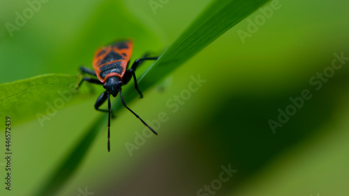 Spilostethus pandurus. Bug soldier on a green background close-up. macro nature. the insect sits on a branch. bright red beetle. red and black color. the first beetle in early spring