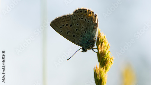 Wallpaper Mural Beautiful Polyommatus icarus on the summer meadow. The side view of a blue butterfly. Insect with pattern wings. macro photo of nature. isolated on light background, place for text Torontodigital.ca