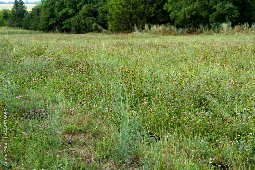 Scanty field of flowering forage grass of canyushy Scanty field of flowering forage grass of canyushy