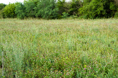Fototapeta Naklejka Na Ścianę i Meble -  Scanty field of flowering forage grass of canyushy