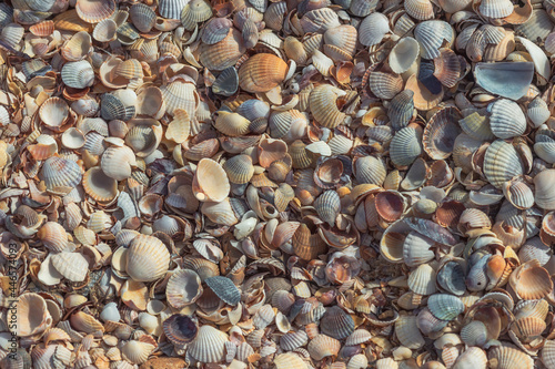 Shells on the beach. Fragment of a shell beach close-up. Abstract summer background.