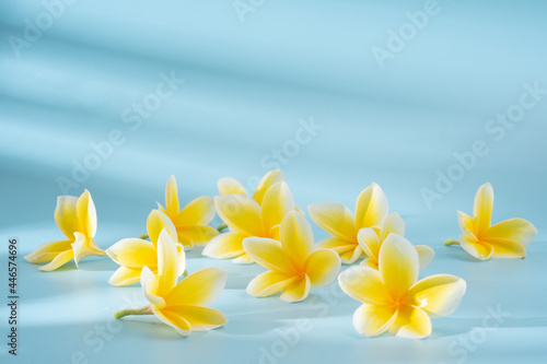 frangipani flower on blue background © ilen nalishawa