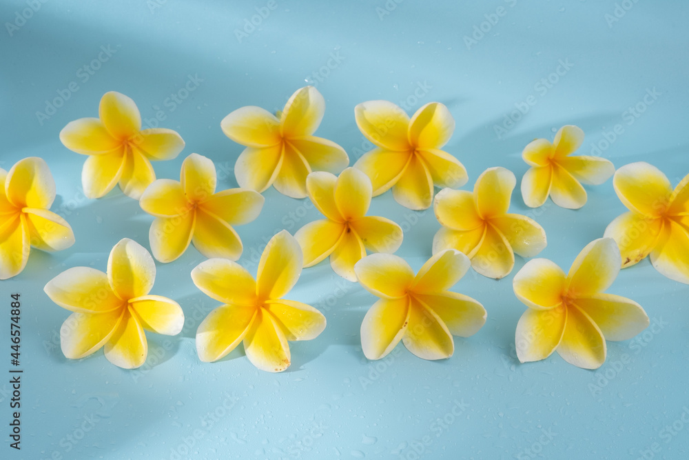 frangipani flower on blue background frangipani flower on blue background