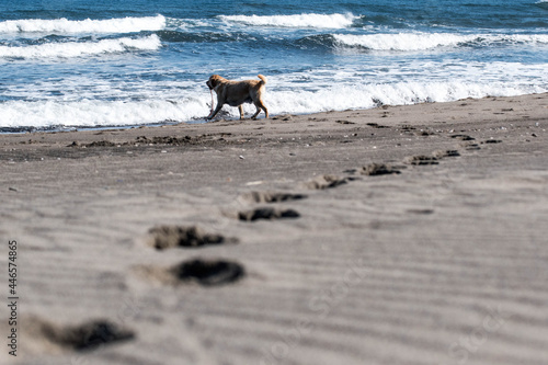 Un perro en la playa deja sus huellas camino al mar © Alan