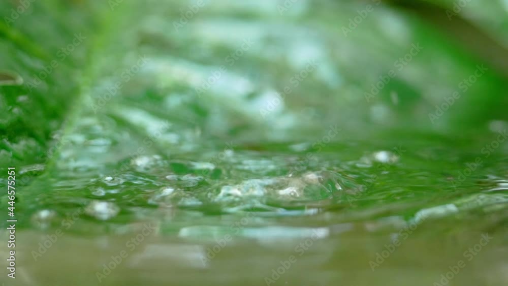 Water on the water drops Falling from Fresh green Leaf green background Water on the water drops Falling from Fresh green Leaf green background