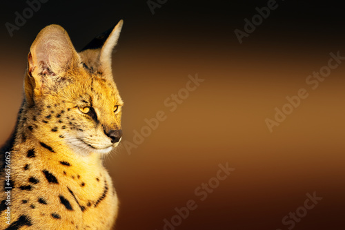Serval cat close-up portrait in golden light with a clean contrasty background with text space. Leptailurus serval photo