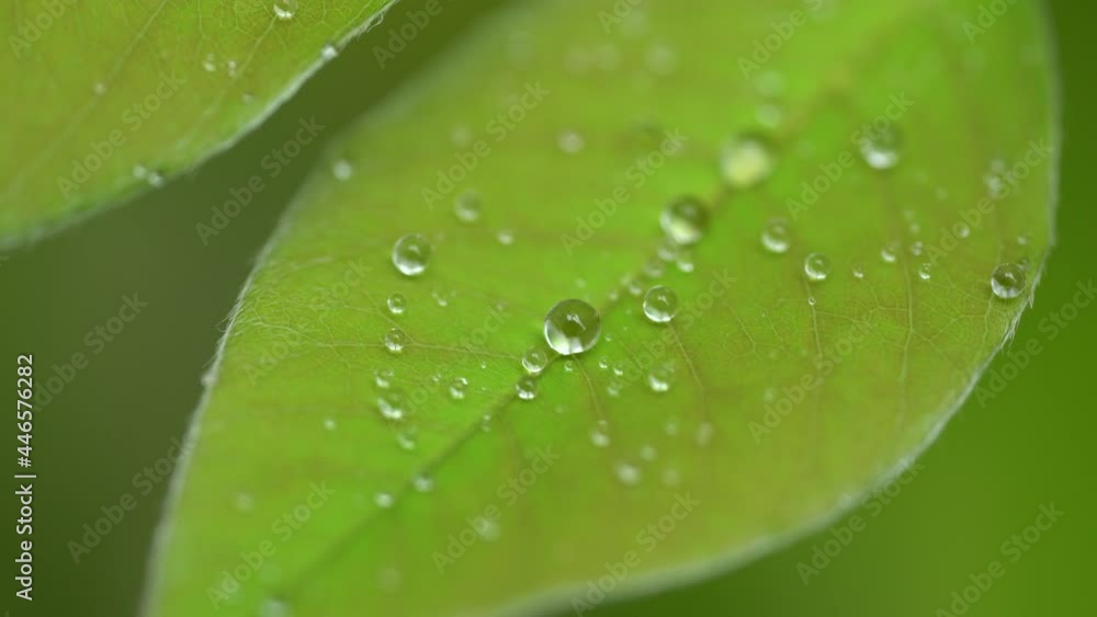 Droplet on the leaf in the rainy day Droplet on the leaf in the rainy day