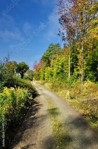Nature background with path, trees and blue sky. Autumn nature outdoor walk beautiful trees landscape, Austria Travel.