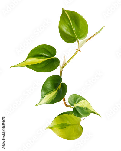 Philodendron Brasil leaves, Philodendron hederaceum plant, isolated on white background, with clipping path  photo