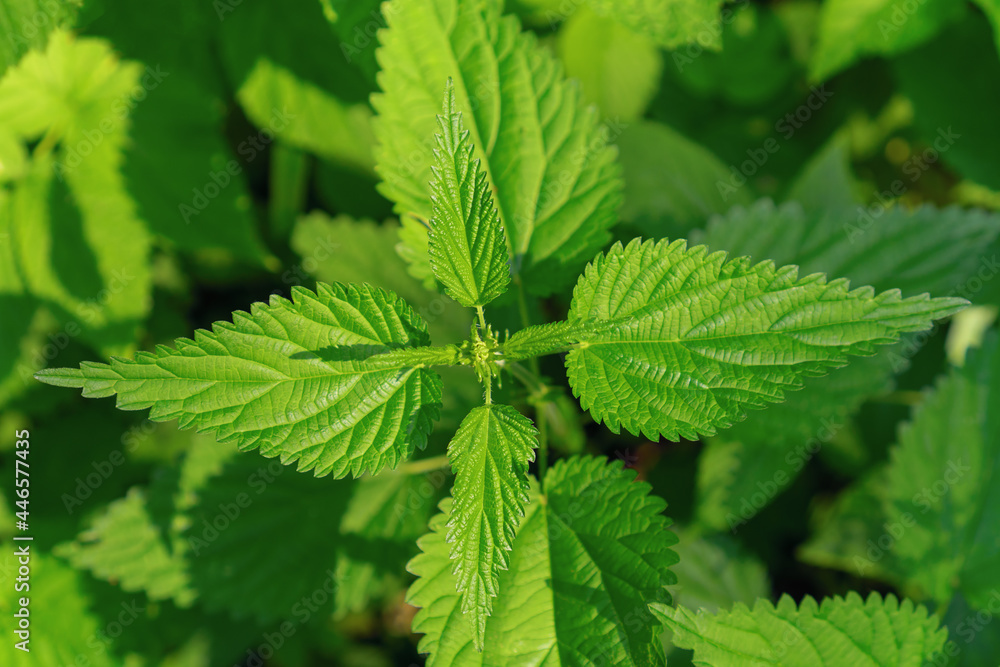 Green fresh leaves of stinging nettles, close up. Medicinal herb. Green fresh leaves of stinging nettles, close up. Medicinal herb.