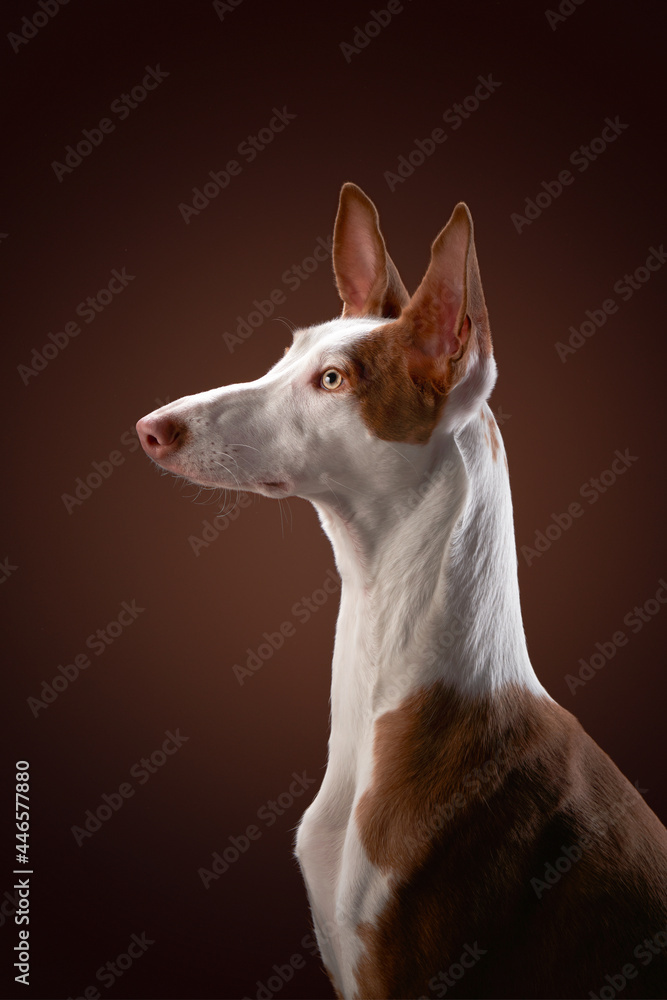 dog on a red background in the studio. portrait spanish greyhound, podenko ibitsenko