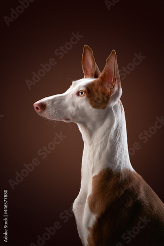 dog on a red background in the studio. portrait spanish greyhound, podenko ibitsenko © annaav