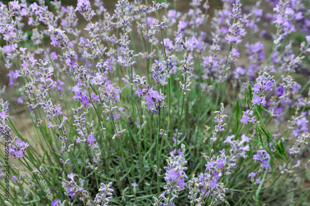 Fototapeta premium Beautiful blooming lavender plant on summer day