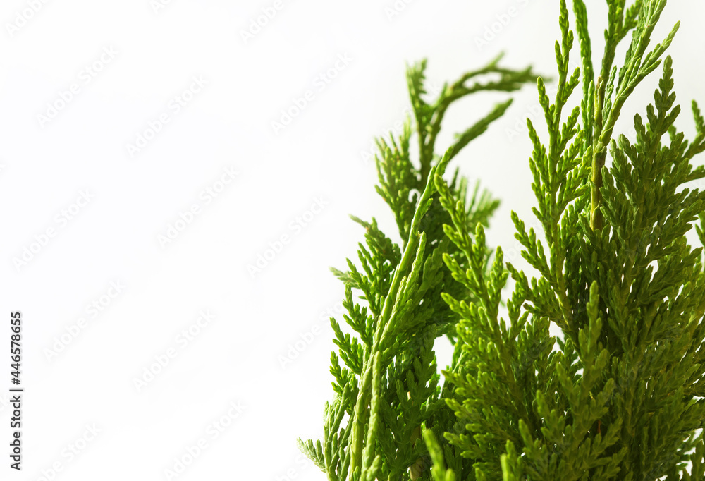 Naklejka premium Green thuja branches on light background. Coniferous tree