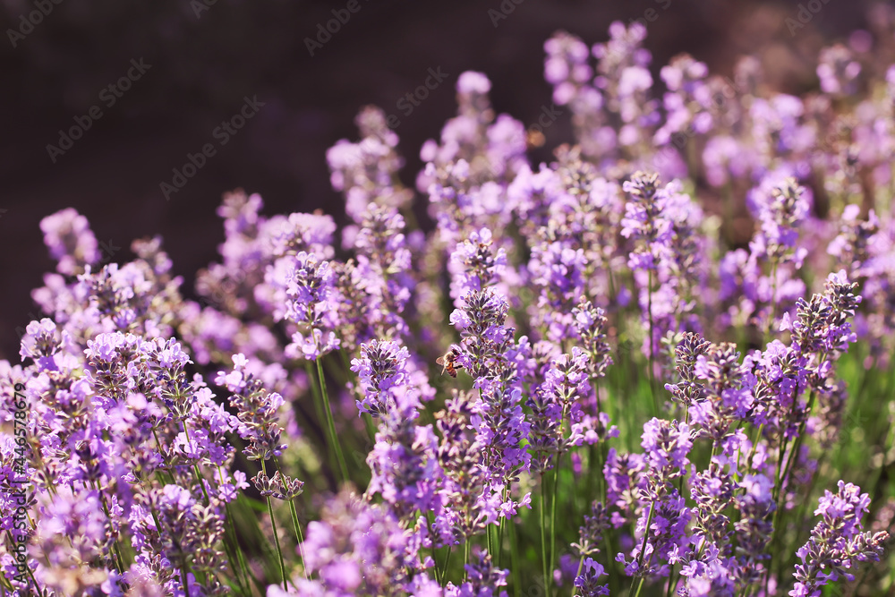 Obraz premium Beautiful lavender field on summer day, closeup