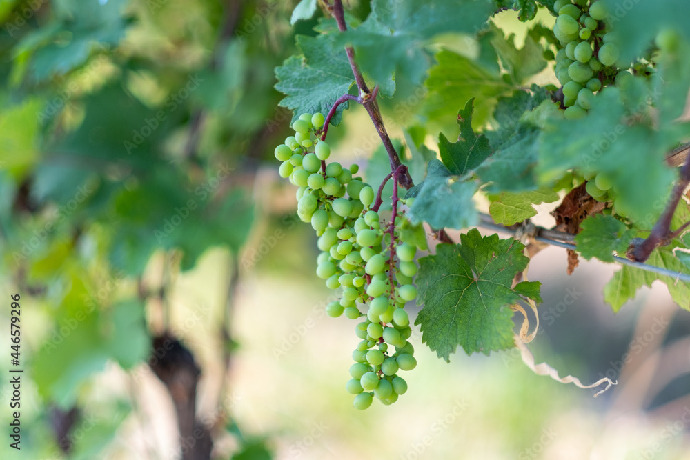 grapes on the vine georgia orange wine kvevri vineyard