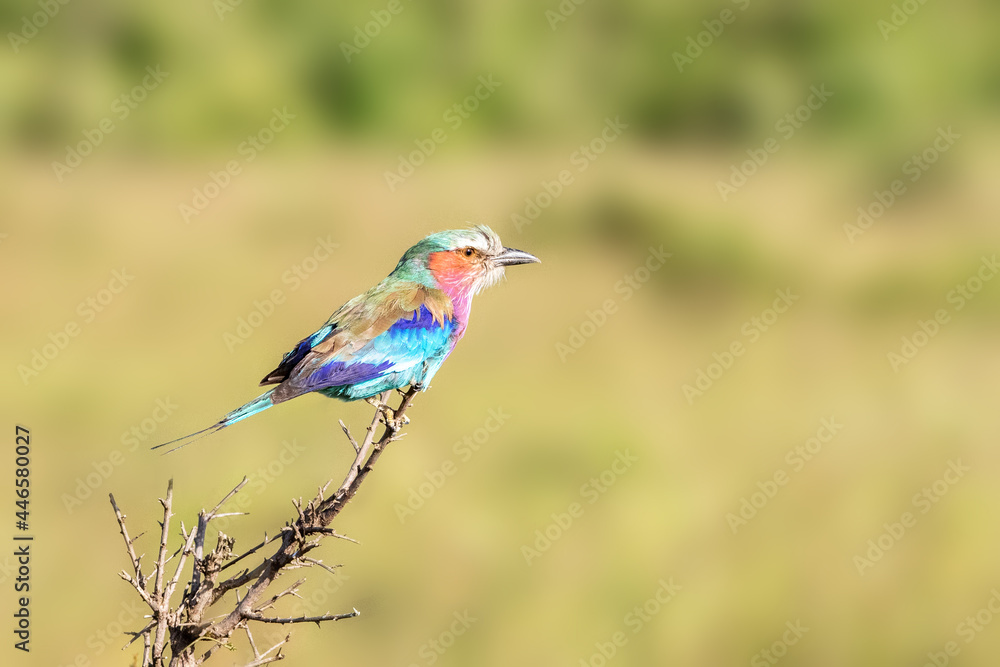 Lilac-breasted roller, coracias caudatus, perched on a branch in the Masai Mara, Kenya