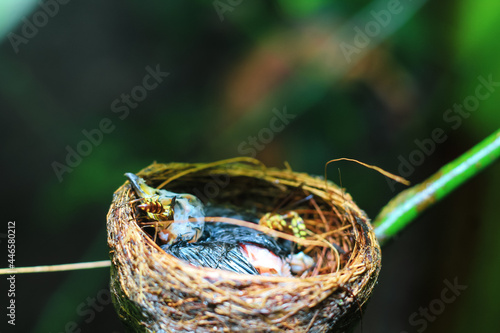 The remains of the baby bird died inside its nest. The baby bird died in the nest. The hornet bites the flesh of the dead baby bird. The concept of saves the bird.