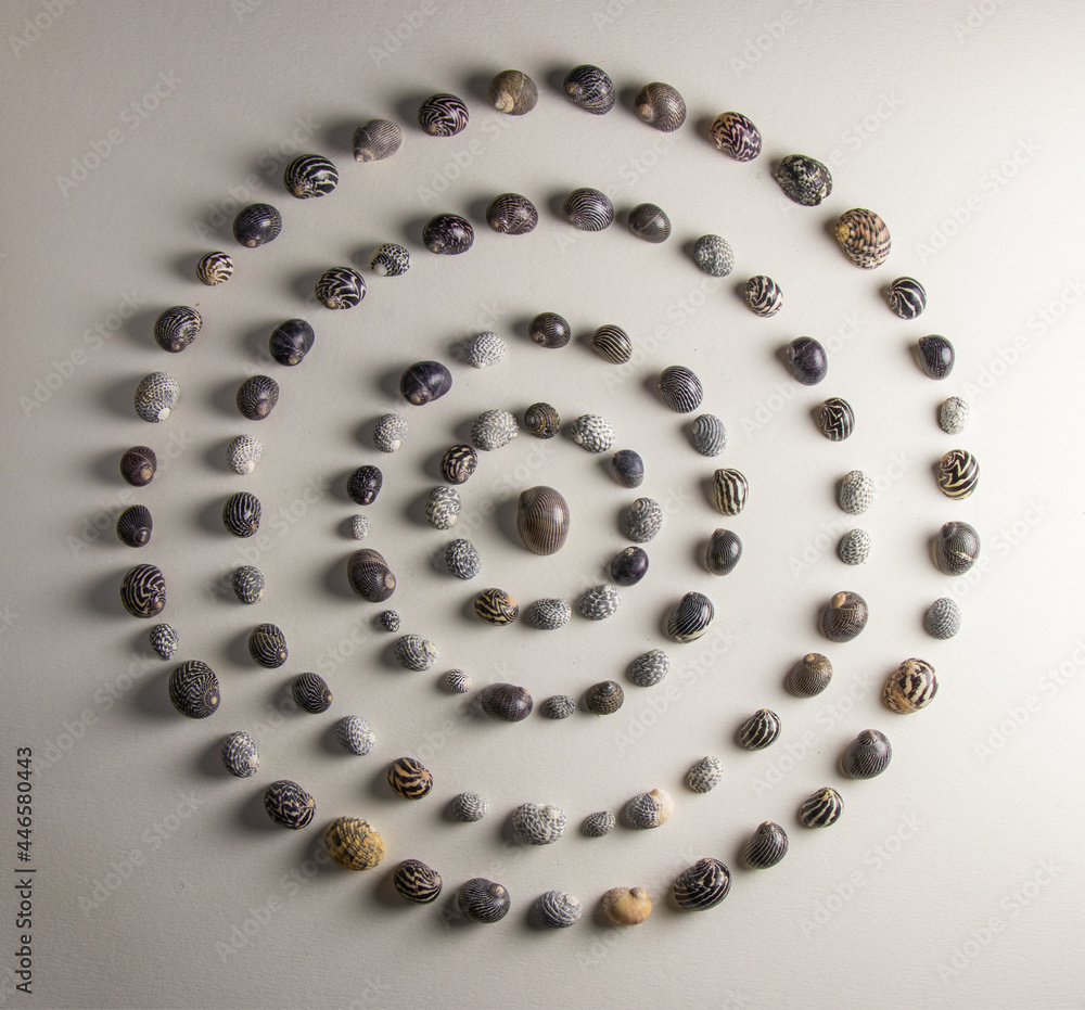 Circles of shells Stock Photo Adobe Stock