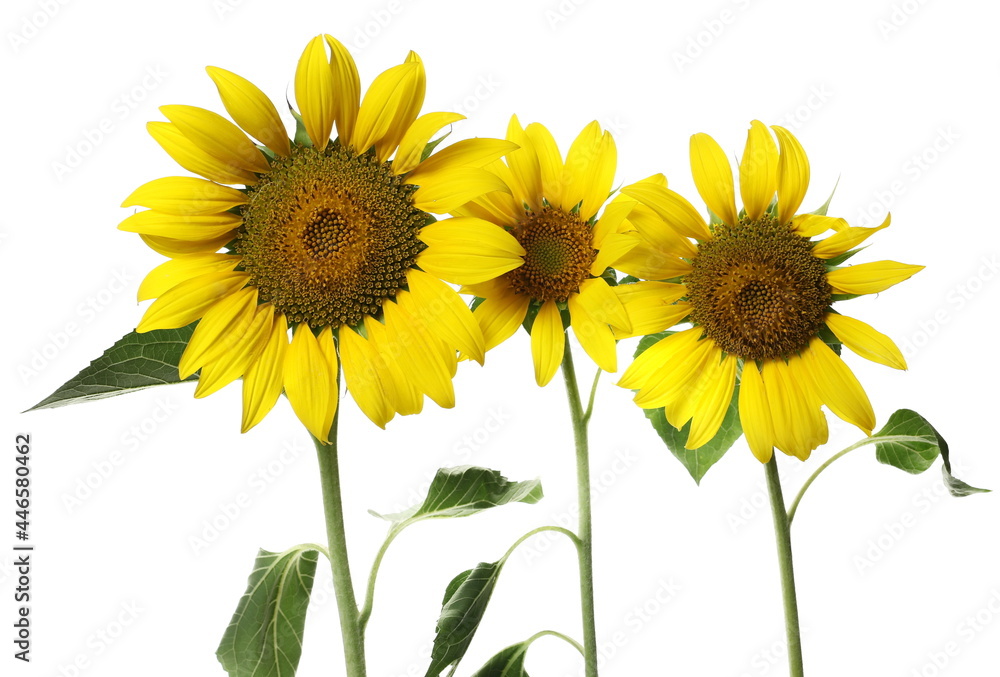 Obraz premium Sunflowers isolated on white background with clipping path