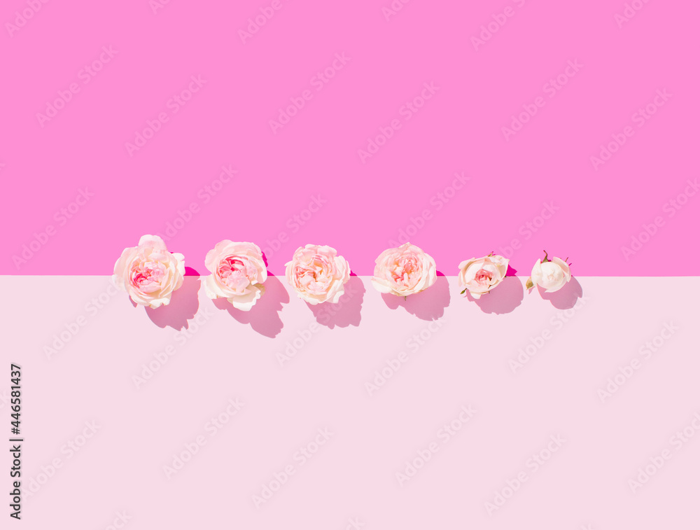 Romantic creative concept with roses in order. Flowers isometric arrangement. Shades of pink background. Magenta color. Love flag tolerance.