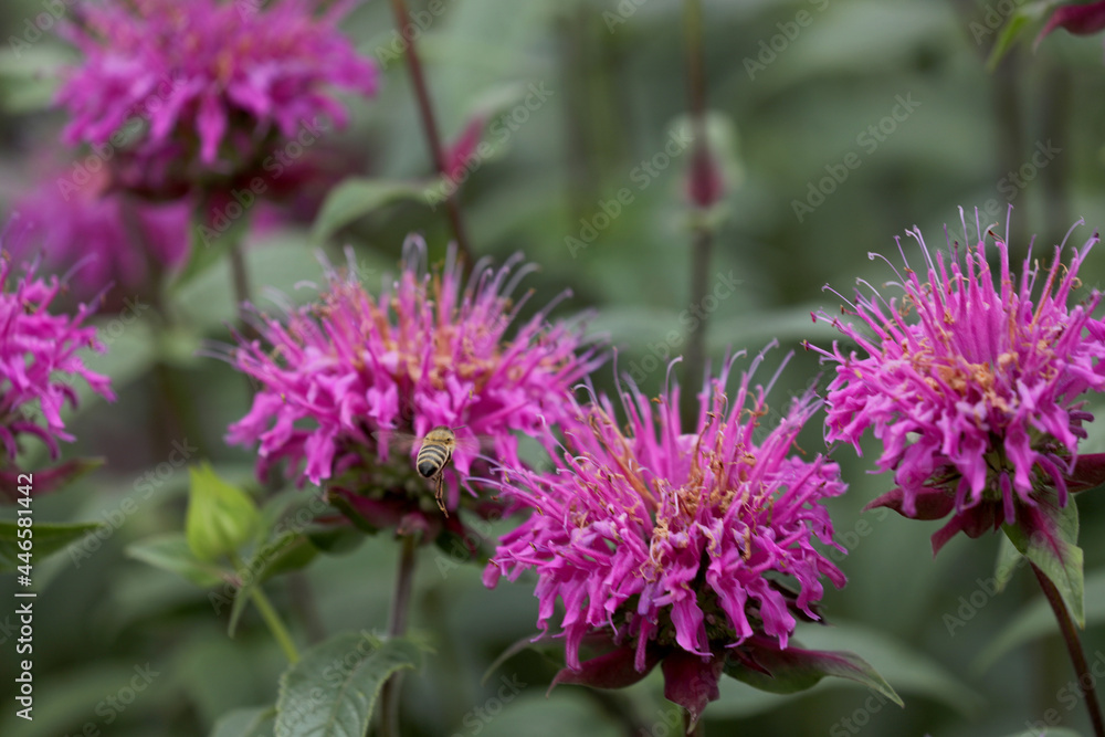 Indian nettle purple blooming in the garden Indian nettle purple blooming in the garden