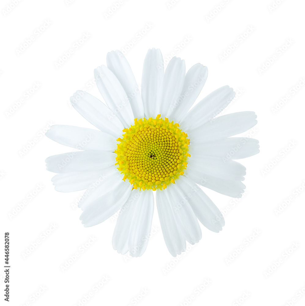 Flower of chamomile isolated on white background