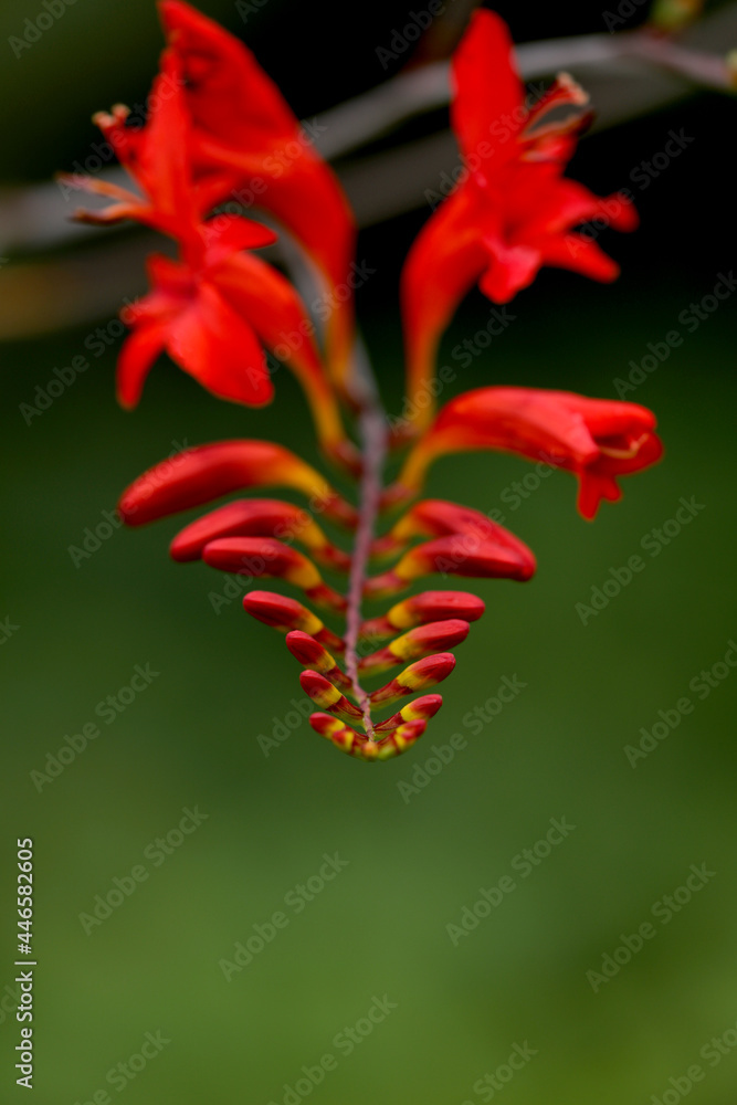 Blooming montbretia in a garden Blooming montbretia in a garden