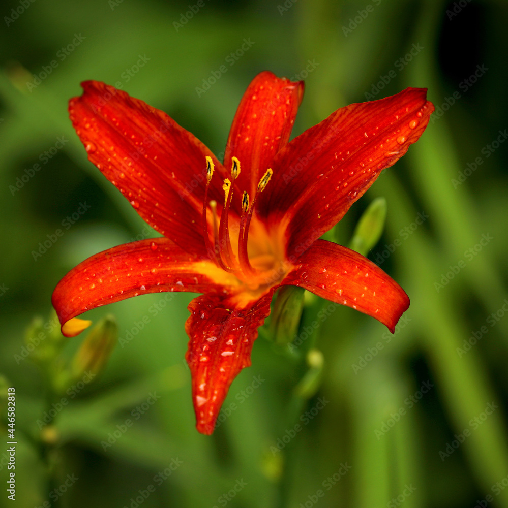 Hemerocallis daylily blooming in the garden Hemerocallis daylily blooming in the garden